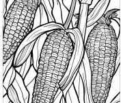 Coloriage Illustration de ma&iuml;s pour la r&eacute;colte