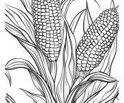 Coloriage Illustration de Vari&eacute;t&eacute; de ma&iuml;s
