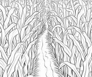 Coloriage Labyrinthe de ma&iuml;s r&eacute;aliste