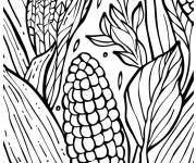 Coloriage Ma&iuml;s &agrave; r&eacute;colter dans le champ