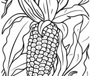 Coloriage Ma&iuml;s &agrave; r&eacute;colter en image