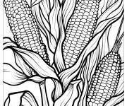 Coloriage Ma&iuml;s dans le champ adulte