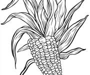 Coloriage Ma&iuml;s d&eacute;licieux