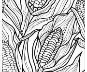 Coloriage Ma&iuml;s &eacute;ducatif