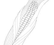 Coloriage Ma&iuml;s oreille