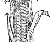 Coloriage Ma&iuml;s r&eacute;colt&eacute;