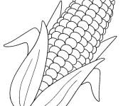 Coloriage Ma&iuml;s sucr&eacute; vectoriel