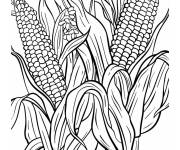 Coloriage Ma&iuml;s sur sa plante