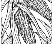 Coloriage ma&iuml;s terrain