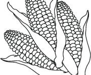 Coloriage Ma&iuml;s trois plantes