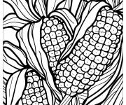 Coloriage Mod&egrave;le des plantes de ma&iuml;s