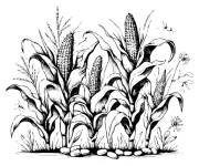 Coloriage Paysage r&eacute;aliste de plante du Ma&iuml;s