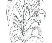 Coloriage Photo r&eacute;aliste de la plante de ma&iuml;s