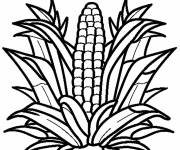 Coloriage Plante de Ma&iuml;s