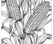 Coloriage Plante de ma&iuml;s &eacute;ducatif
