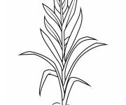 Coloriage Plante de Ma&iuml;s justement n&eacute;e
