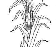 Coloriage Plante de ma&iuml;s Lien art