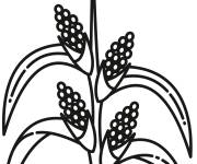 Coloriage Plante Tige de ma&iuml;s