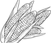 Coloriage Plusieurs &Eacute;pis de ma&iuml;s