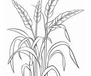 Coloriage Plusieurs ma&iuml;s indiens