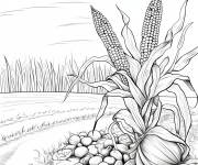 Coloriage R&eacute;colte du ma&iuml;s pour adulte
