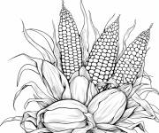 Coloriage R&eacute;colte du ma&iuml;s pour maternelle