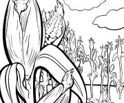 Coloriage Sc&egrave;ne du champ de Ma&iuml;s en ligne