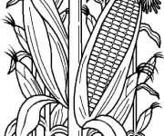 Coloriage Terrain de Ma&iuml;s cmp