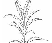 Coloriage Tige de ma&iuml;s avec des racines