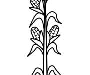 Coloriage Tige de Ma&iuml;s coloriable