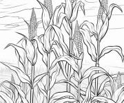 Coloriage Tige de ma&iuml;s dans les champs