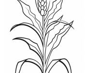 Coloriage Tige de ma&iuml;s de 3 mois