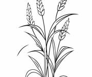 Coloriage Tige de ma&iuml;s indienne