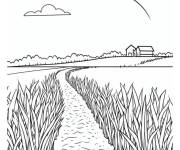 Coloriage Tige de ma&iuml;s plant&eacute; dans le champ