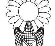 Coloriage Tournesol aux mais