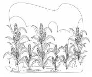 Coloriage Un champ de ma&iuml;s pour maternelle