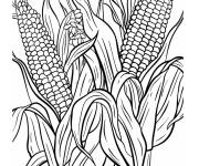 Coloriage Vari&eacute;t&eacute;s de ma&iuml;s en ligne