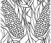 Coloriage Vari&eacute;t&eacute;s de plusieurs ma&iuml;s