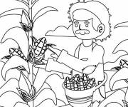 Coloriage Vieux fermier cueillant du ma&iuml;s