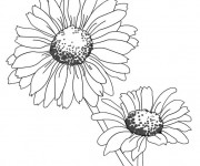 Coloriage Fleurs Marguerites couleur