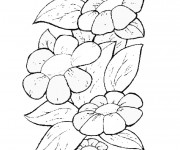 Coloriage Marguerite au crayon noir