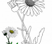 Coloriage Marguerite fiche de plante