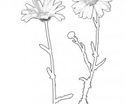 Coloriage Marguerite r&eacute;aliste