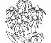 Coloriage Marguerites au jardin