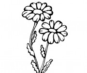 Coloriage Marguerites en hiver