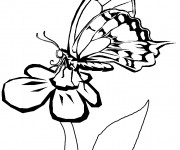 Coloriage Papillon sur Marguerite