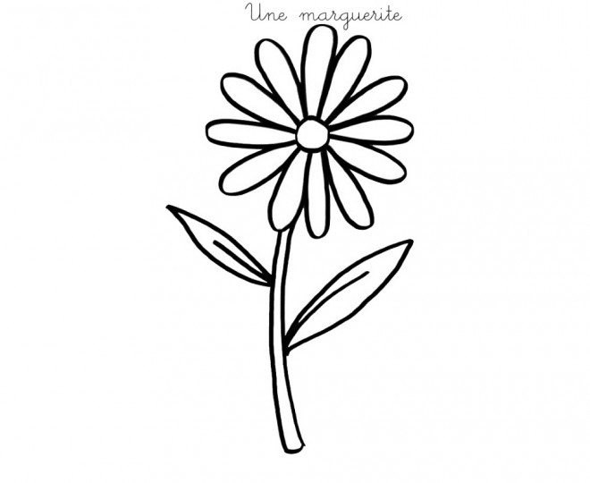 Coloriage Une Fleur Marguerite Dessin Gratuit à Imprimer