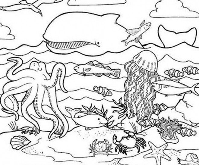 Coloriage Animaux Marins maternelle dessin gratuit à imprimer