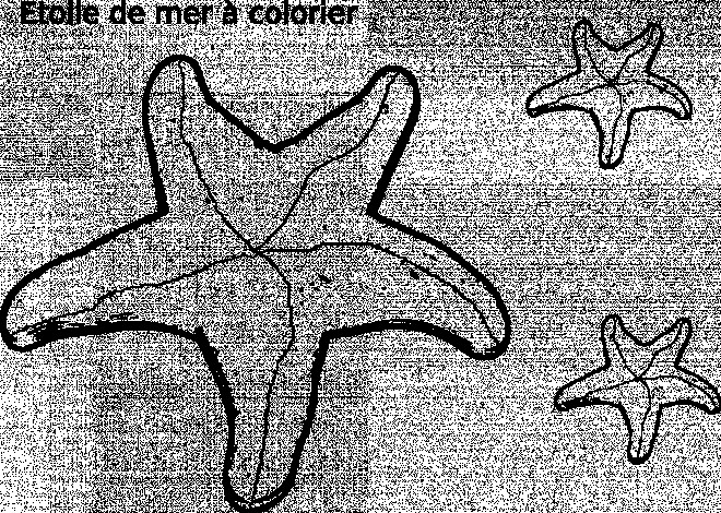 Coloriage et dessins gratuits Etoile de Mer à colorier à imprimer