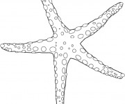 Coloriage Etoile Mer Maternelle Dessin Gratuit à Imprimer